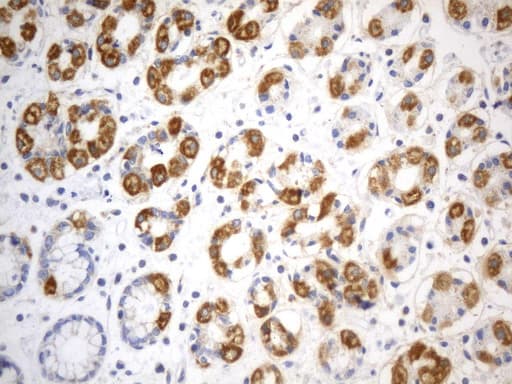 SDHB Antibody (clone UMAB268, Carrier-free)