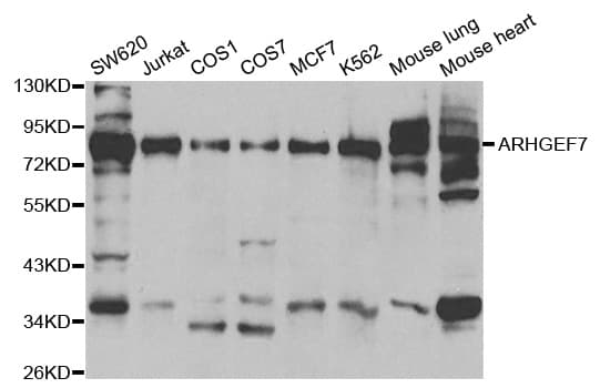 ARHGEF7 Antibody