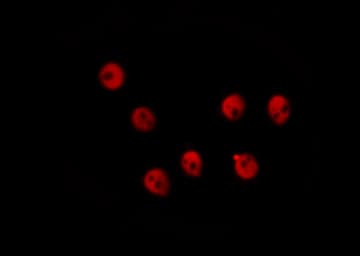 REL / C-Rel Antibody (phospho-Ser503)