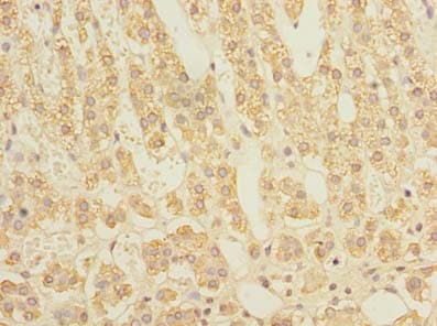 STAR Antibody