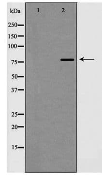 EZH1 / ENX-2 Antibody