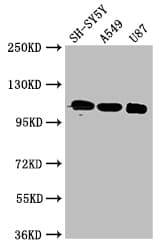 Polyclonal Rabbit anti-Human APOER2 / LRP8 Antibody (IF, WB)