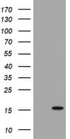 TSC22D3 / GILZ Antibody (clone OTI2D2)