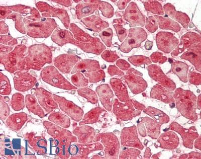 IHC-plus™ Monoclonal Mouse anti-Human WIPI2 Antibody (clone 2A2, aa427-445, IHC, IF, WB)