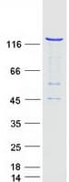 Human RFX / RFX1 Protein (Recombinant Myc-DDK (Flag))
