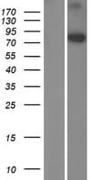 CMIP Protein (Over-Expression Lysate Myc-DDK (Flag))