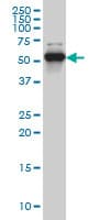 CLK3 Antibody (clone 1H2)