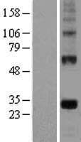 EGFL7 Protein (Over-Expression Lysate Myc-DDK (Flag))