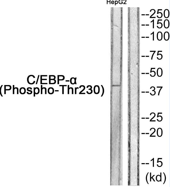 C/EBP Alpha / CEBPA Antibody (phospho-Thr230)