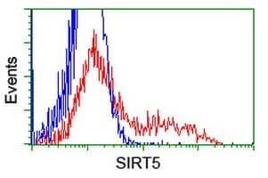SIRT5 / Sirtuin 5 Antibody (clone OTI1B6)