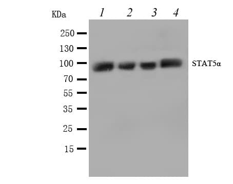 STAT5A Antibody (aa735-751)