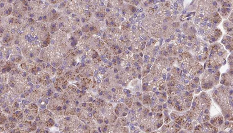 OPA3 Antibody