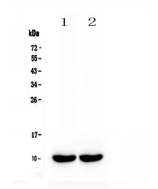 Polyclonal Rabbit anti-Mouse SCGB1A1 / Uteroglobin Antibody (IHC, WB)