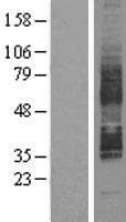SREB / GPR85 Protein (Over-Expression Lysate Myc-DDK (Flag))