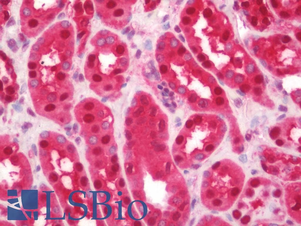 PathPlus™ PARK7 / DJ-1 Antibody (clone 3E8)