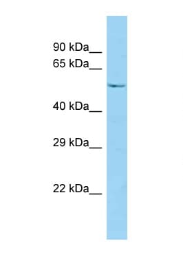 SNPH Antibody (aa108-157)
