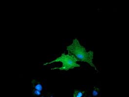 BIN3 Antibody (clone OTI5E3)