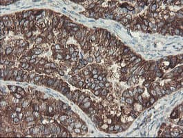 SENP2 Antibody (aa139-523, clone OTI1B8)