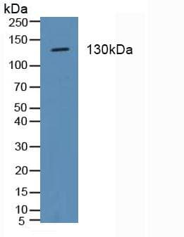 ITGA2 / CD49b Antibody (aa170-361)