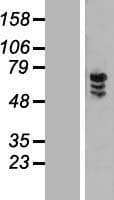 ZNF205 Protein (Over-Expression Lysate Myc-DDK (Flag))