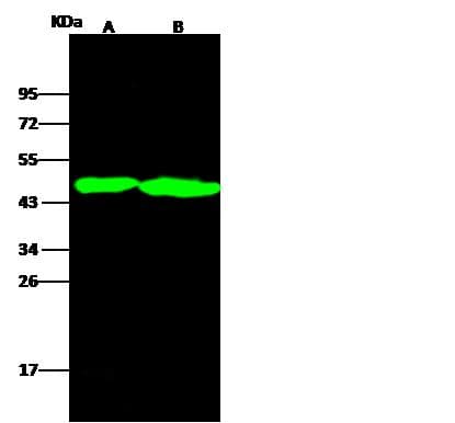 Polyclonal Rabbit anti-Rat TNFRSF4 / CD134 / OX40 Antibody (Preservative Free, WB)