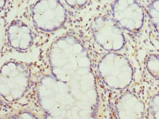 GCNT2 Antibody