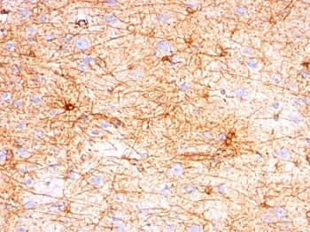 GFAP Antibody (clone SPM507, Azide-free, BSA-free)