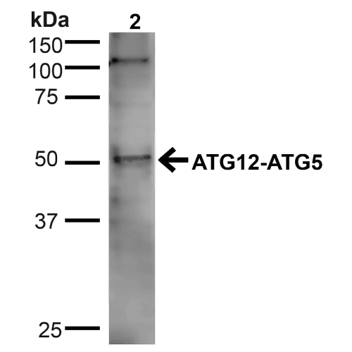APG5 / ATG5 Antibody