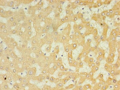 UGT2B4 Antibody