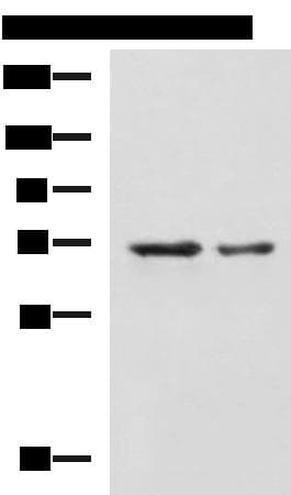 MYEF2 Antibody