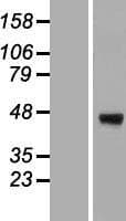 ERGIC3 Protein (Over-Expression Lysate Myc-DDK (Flag))