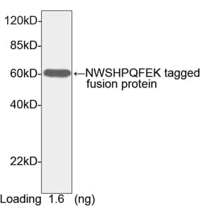 Strep Tag II Antibody (HRP)