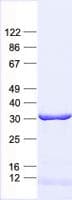 Human ELMO1 / ELMO 1 Protein (Recombinant His, N-Terminal)