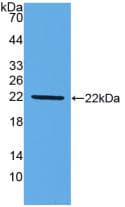 Mucin 2 / MUC2 Antibody (aa1294-1442)
