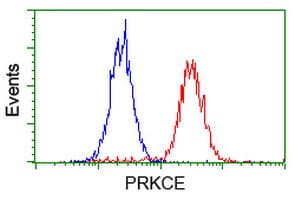 PRKCE / PKC-Epsilon Antibody (clone OTI1B4)