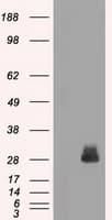 FRA-1 / FOSL1 Antibody (clone OTI12F9)