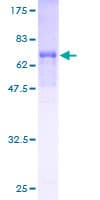 Human MOCS3 Protein (Recombinant GST)