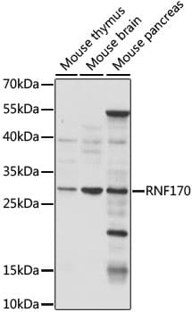 RNF170 Antibody