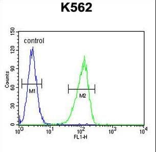 Polyclonal Rabbit anti-Human CRFR1 / CRHR1 Antibody (aa88-119, WB)