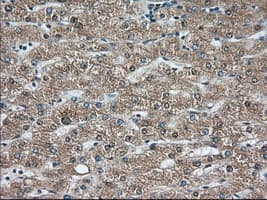 Monoclonal Mouse anti-Human C9orf41 Antibody (clone OTI4B7, IHC, IF, WB)
