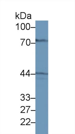 GALT Antibody (aa1-379, Biotin)