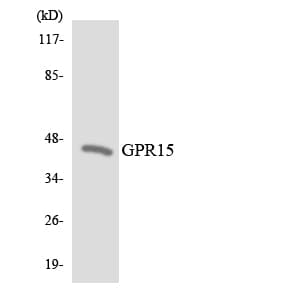 BOB / GPR15 Antibody (aa189-238)