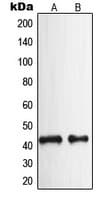 NPY2R Antibody (N-Terminus)
