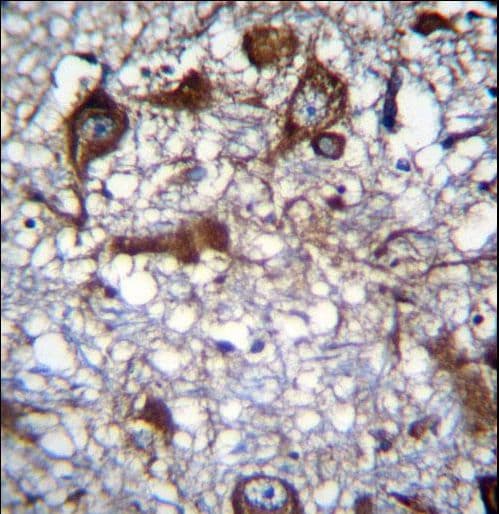 MRPL50 Antibody (aa119-147)