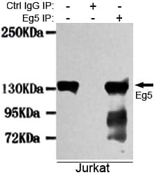 IHC-plus™ KIF11 / EG5 Antibody