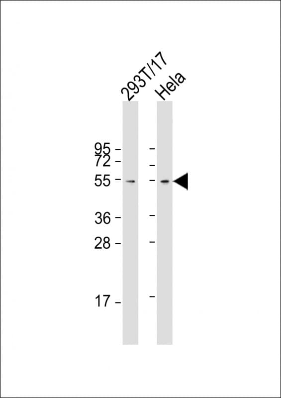 Monoclonal Mouse anti-Human FZR1 Antibody (clone 1621CT637.76.67, aa1-496, WB)