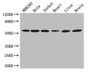 ARIH2 Antibody