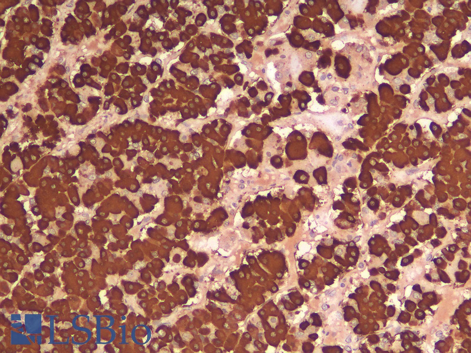 PathPlus™ GH / Growth Hormone Antibody (aa58-187, clone rGH/1450)