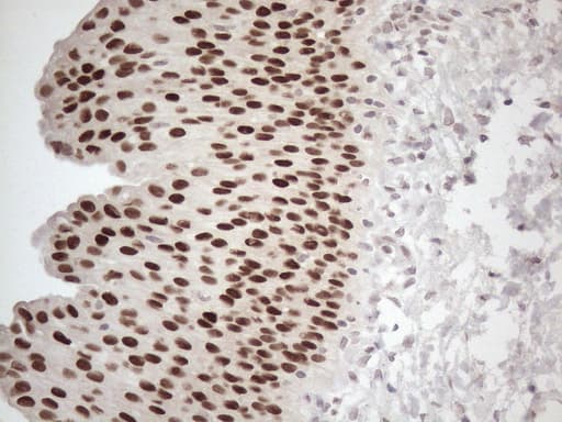 GATA3 Antibody (aa155-443, clone OTI8H4)