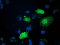 Monoclonal Mouse anti-Human ZFAND2B Antibody (clone OTI1G9, IF, WB)